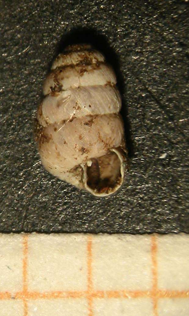 Columella cf. edentula (Draparnaud, 1805)