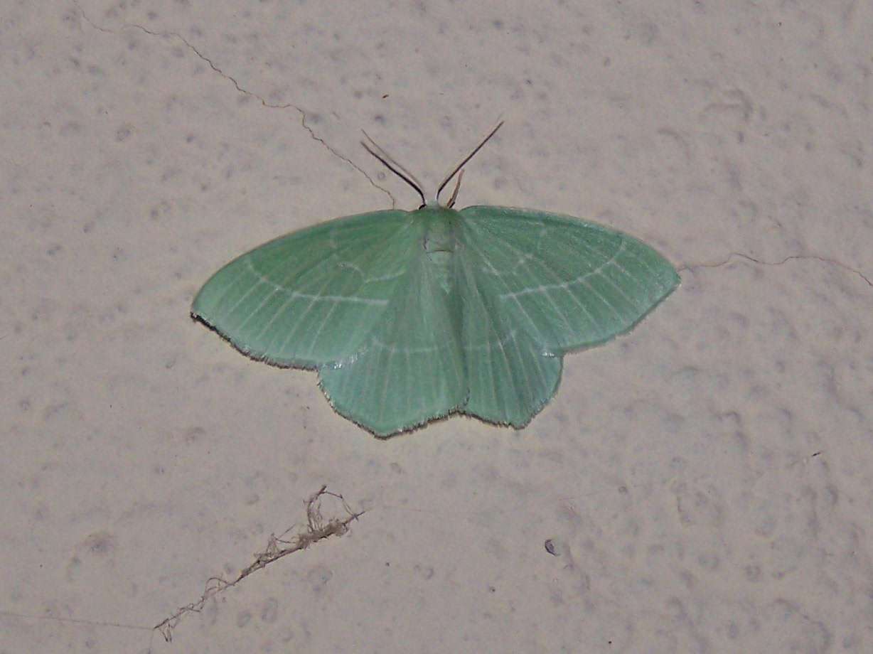 Hemistola chrysoprasaria