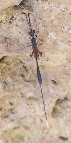 Gasteruption sp. (Gasteruptiidae)