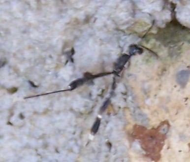 Gasteruption sp. (Gasteruptiidae)