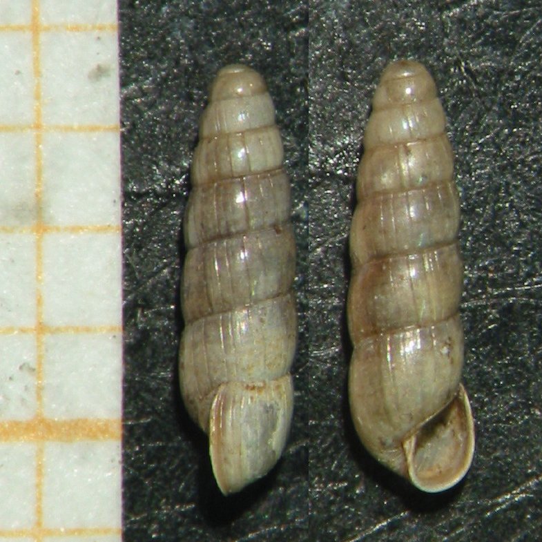 Acicula lineata  lineata(Draparnaud, 1805)