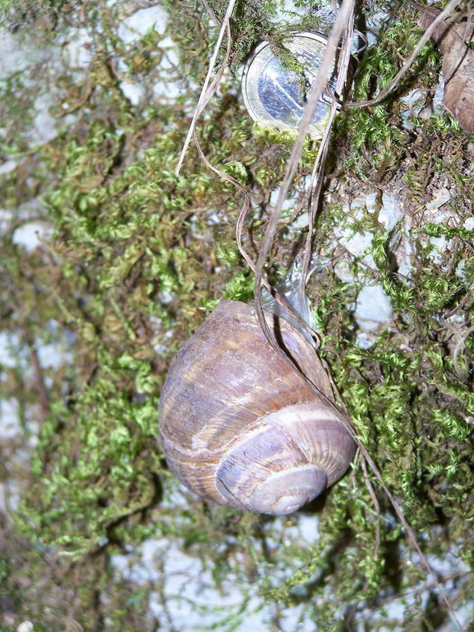 Cepaea?
