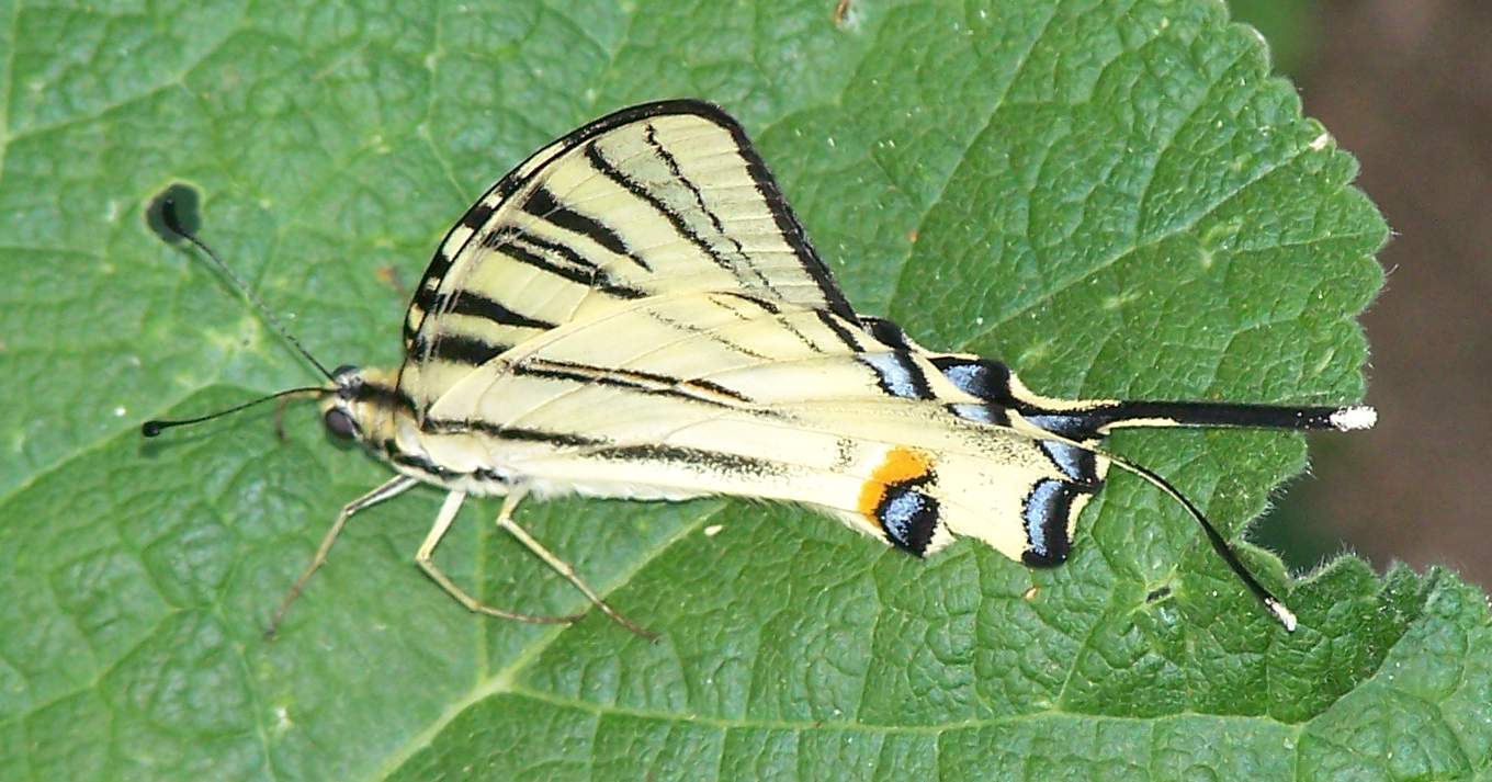 Podalirio Iphiclides podalirius