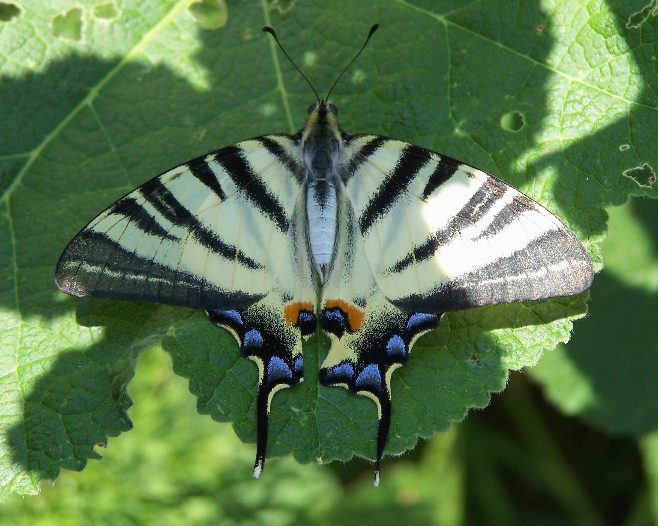 Podalirio Iphiclides podalirius