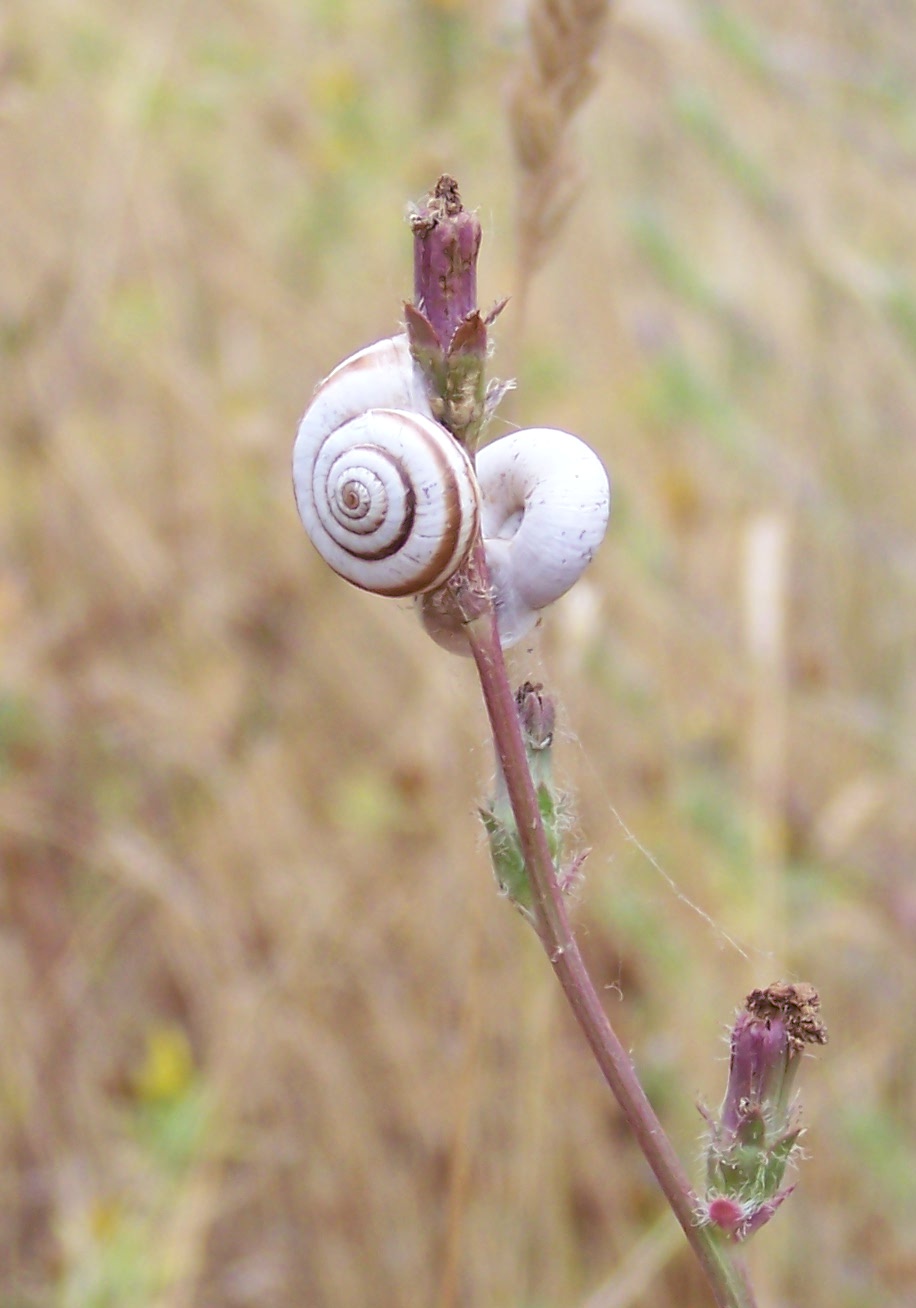 Cernuella neglecta - Castelvecchio Subequo(AQ)