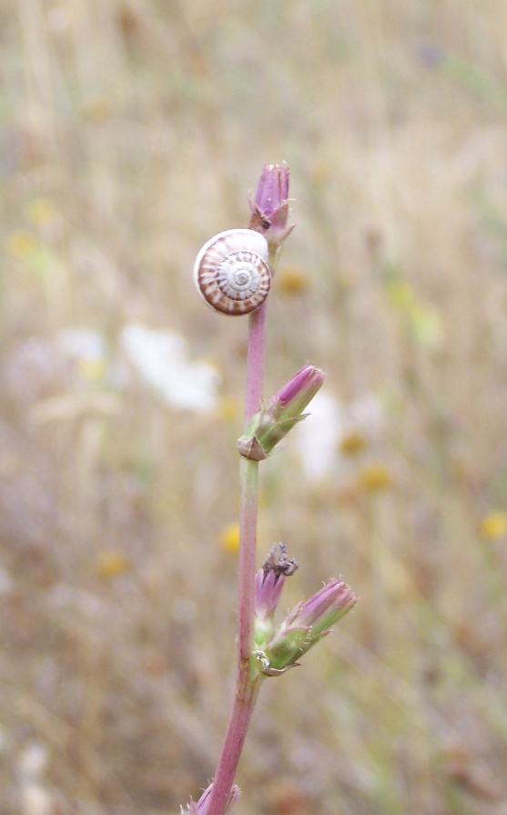 Cernuella neglecta - Castelvecchio Subequo(AQ)