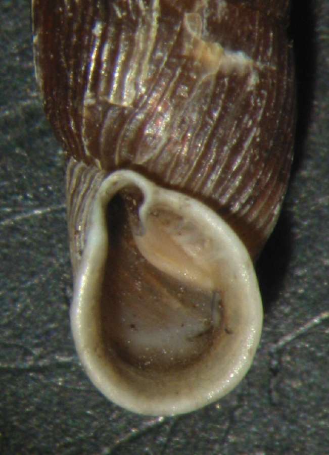 Macrogastra plicatula e Macrogastra attenuata