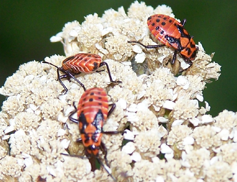 Ninfe di Spilostethus saxatilis (Lygaeidae)