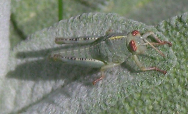 Neanide di Anacridium aegyptium