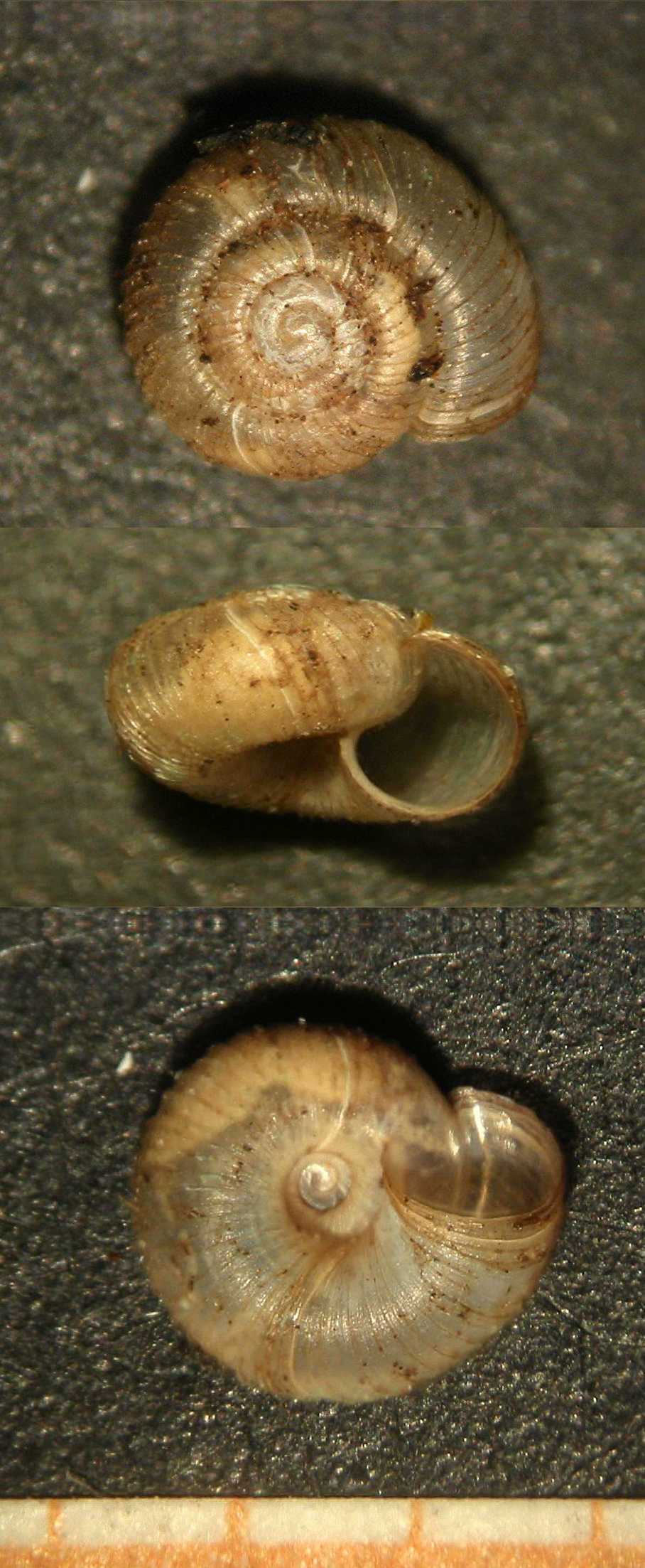 Gittenbergia sororcula (Benoit, 1857)