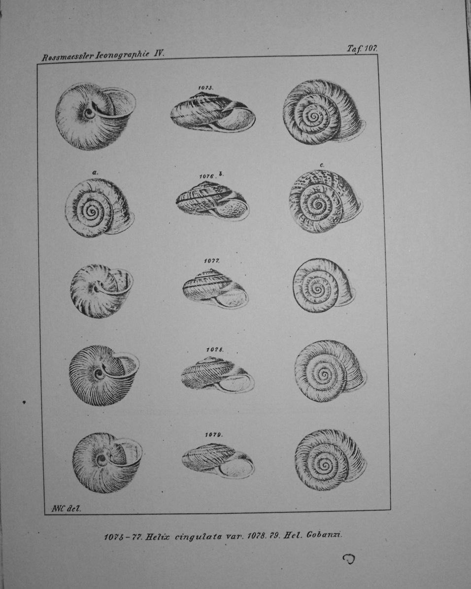 Chilostoma (Chilostoma) cingulatum apuanum (Issel, 1866)