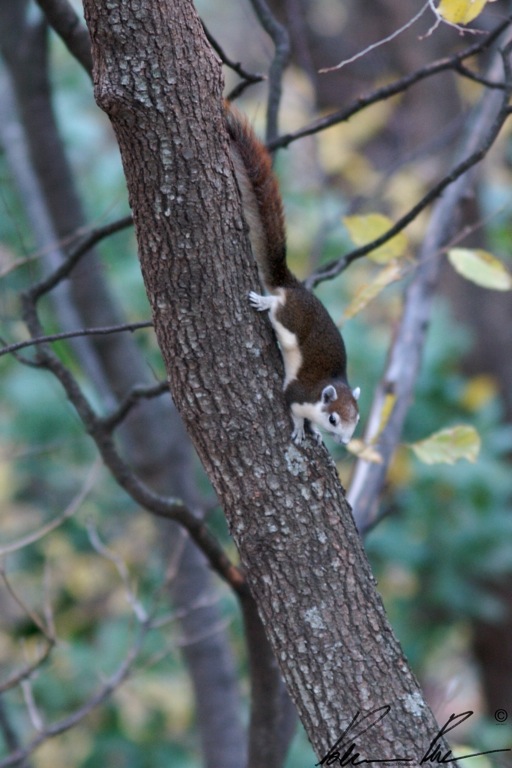 Scoiattolo variabile (Callosciurus finlaysonii) - Basilicata