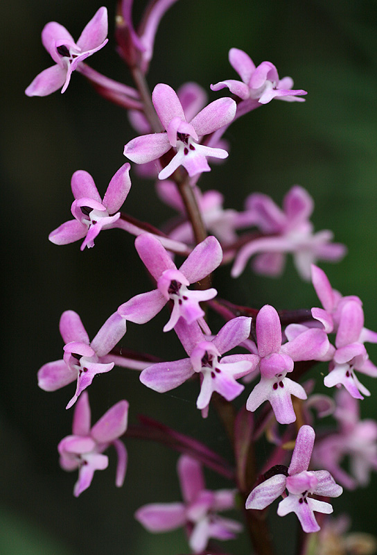 Orchidee di Sicilia