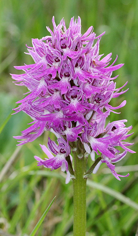 Orchidee di Sicilia