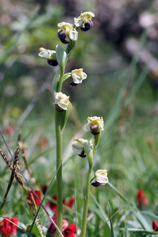 Orchidee di Sicilia