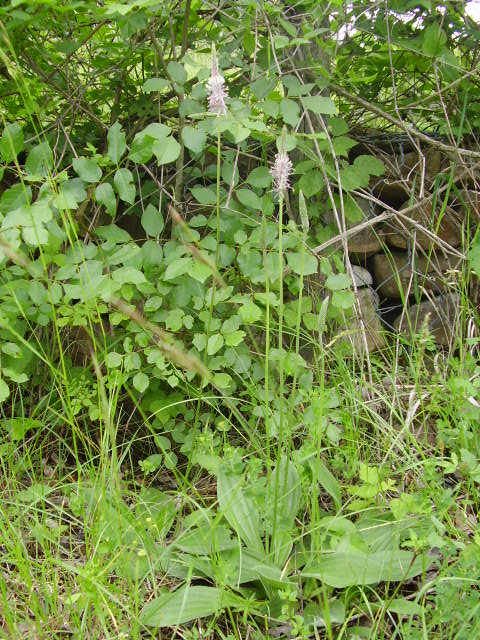 Orobanche e Plantago spp.