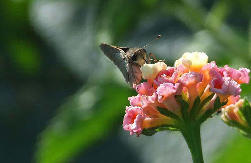 Gegenes pumilio (Hesperiidae)