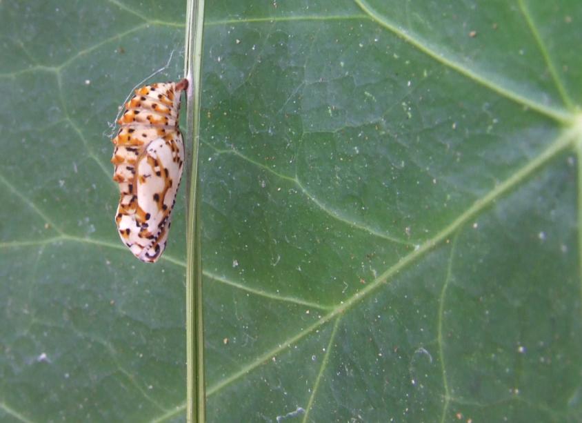 Melitaea dydima