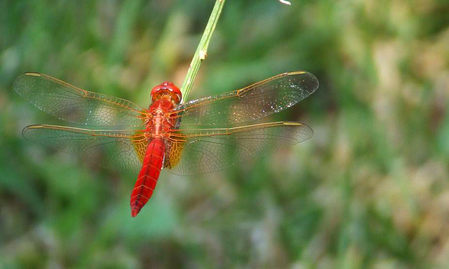 Crocothemis erythraea maschio