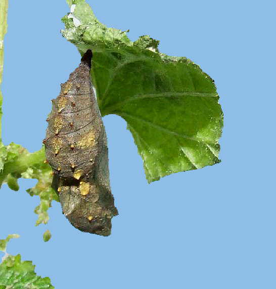 crisalide vanessa atalanta