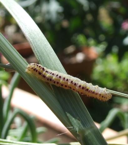 Calophasia platyptera