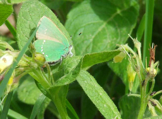 Symphytum officinale