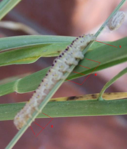 Calophasia platyptera