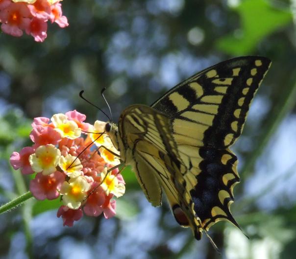 charaxes jasus