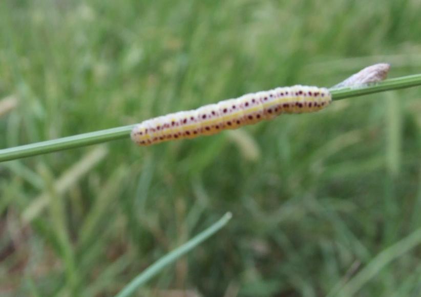 Calophasia platyptera