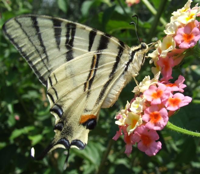 charaxes jasus