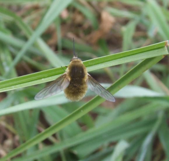 Bombylius minor???