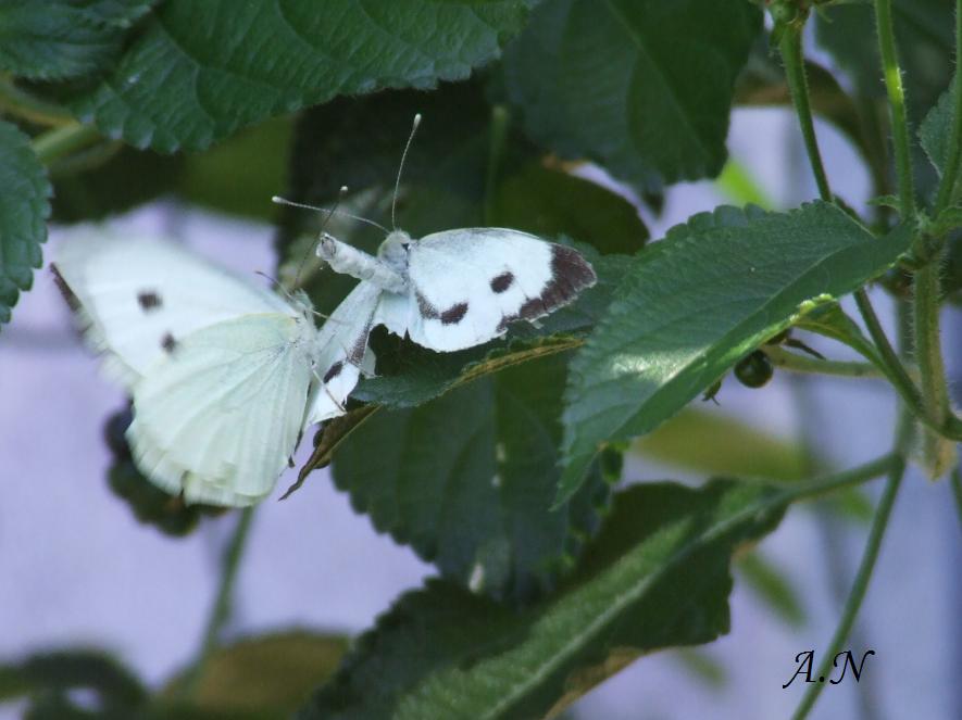 Pieris brassicae