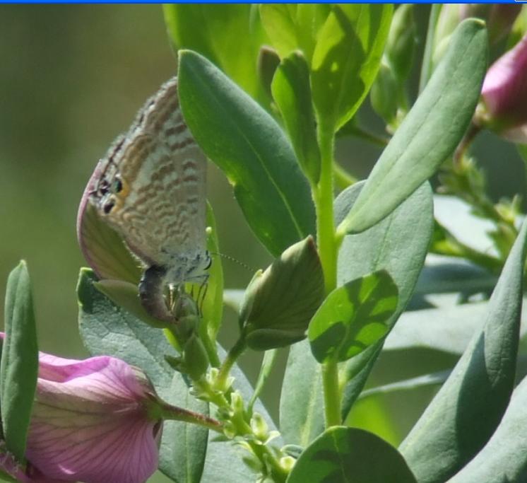 identificazione farfalla