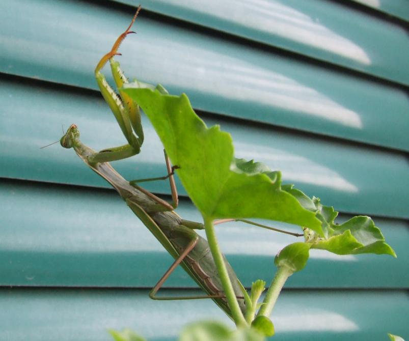 Mantis religiosa
