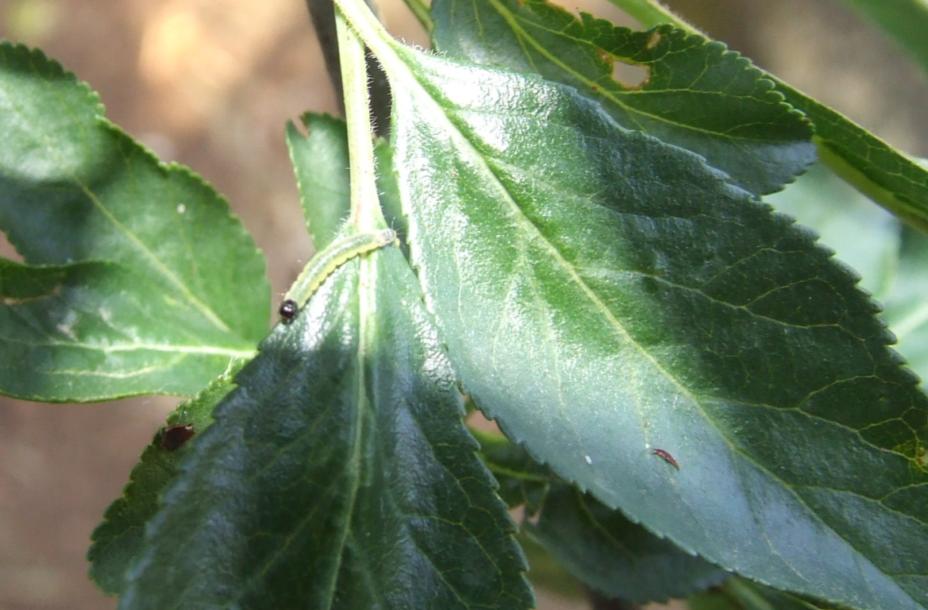 Uovo di Iphiclides podalirius