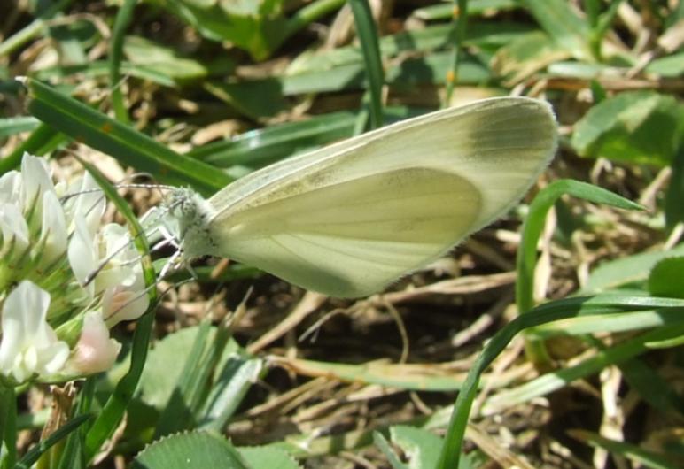 Leptidea sinapis