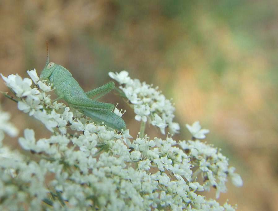 Neanide di Anacridium aegyptium