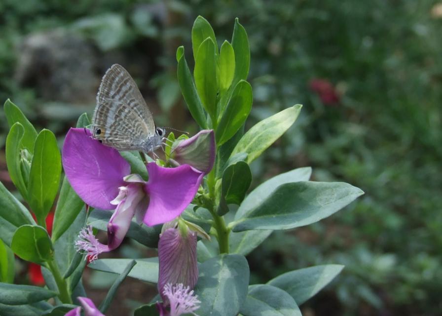 identificazione farfalla
