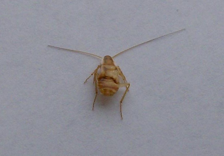 Supella longipalpa