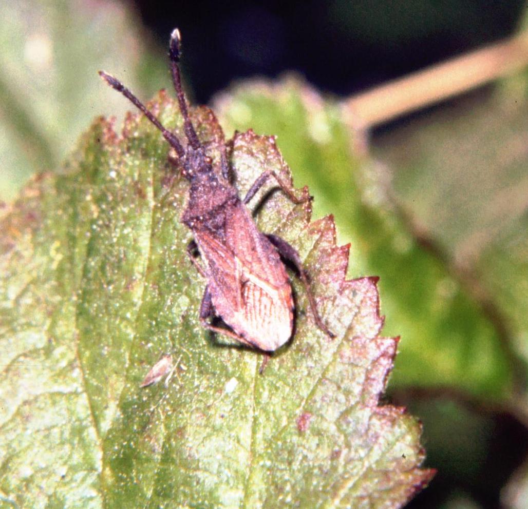 Coriomeris sp. (Coreidae)