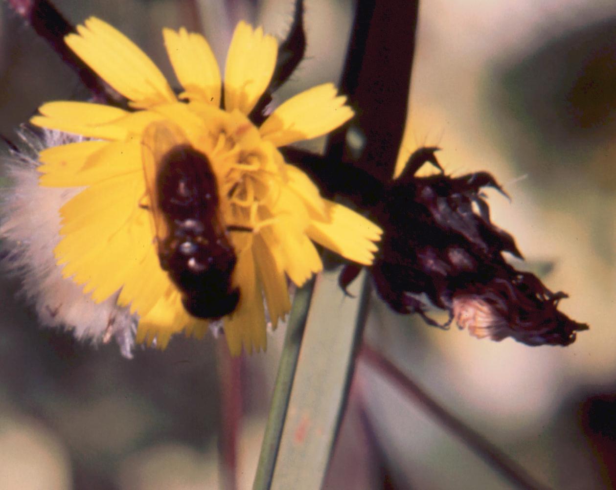 Cheilosia sp.