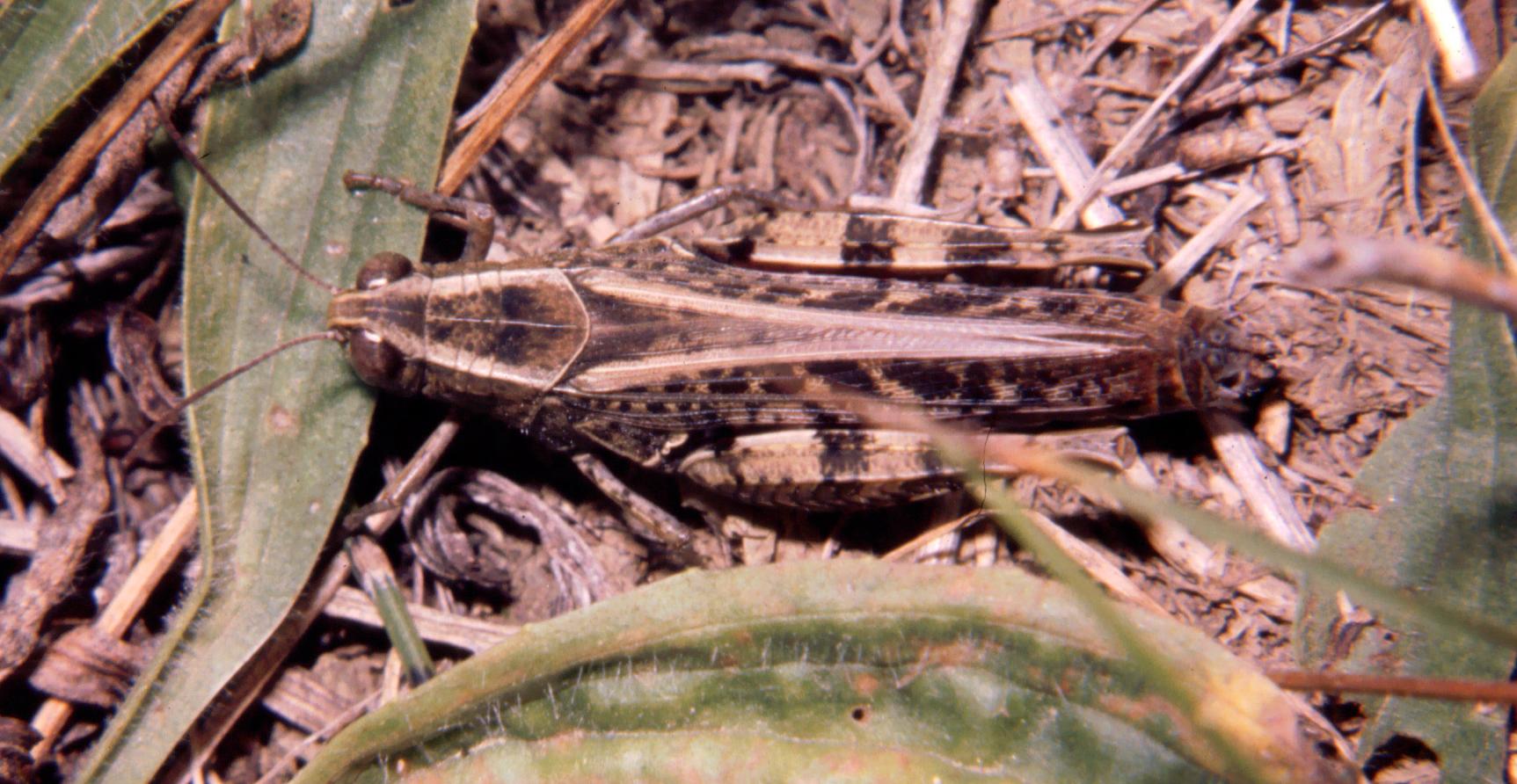 Acrididae - larva 1