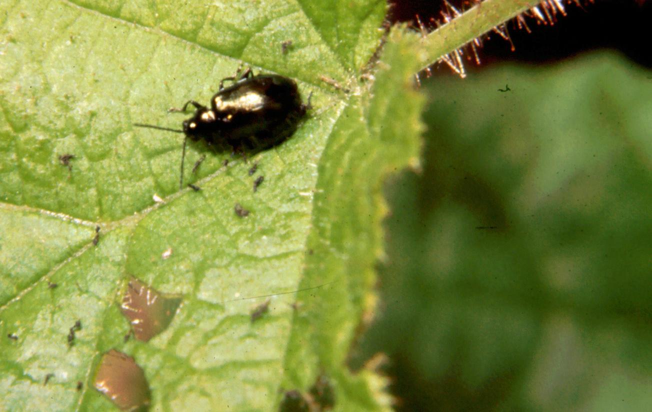 Chrysomelidae