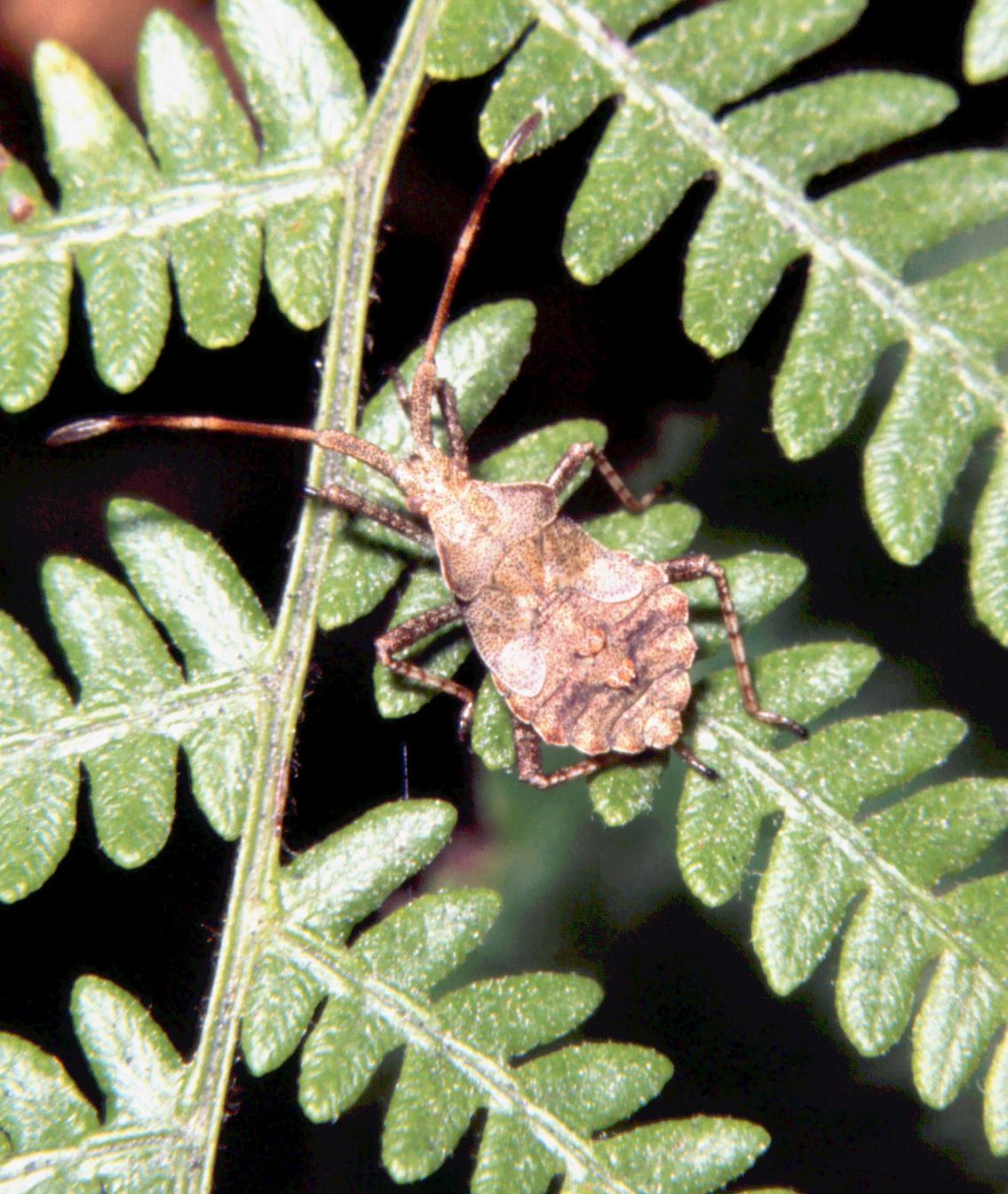 Coreidae: Coreus marginatus, ninfa di ...