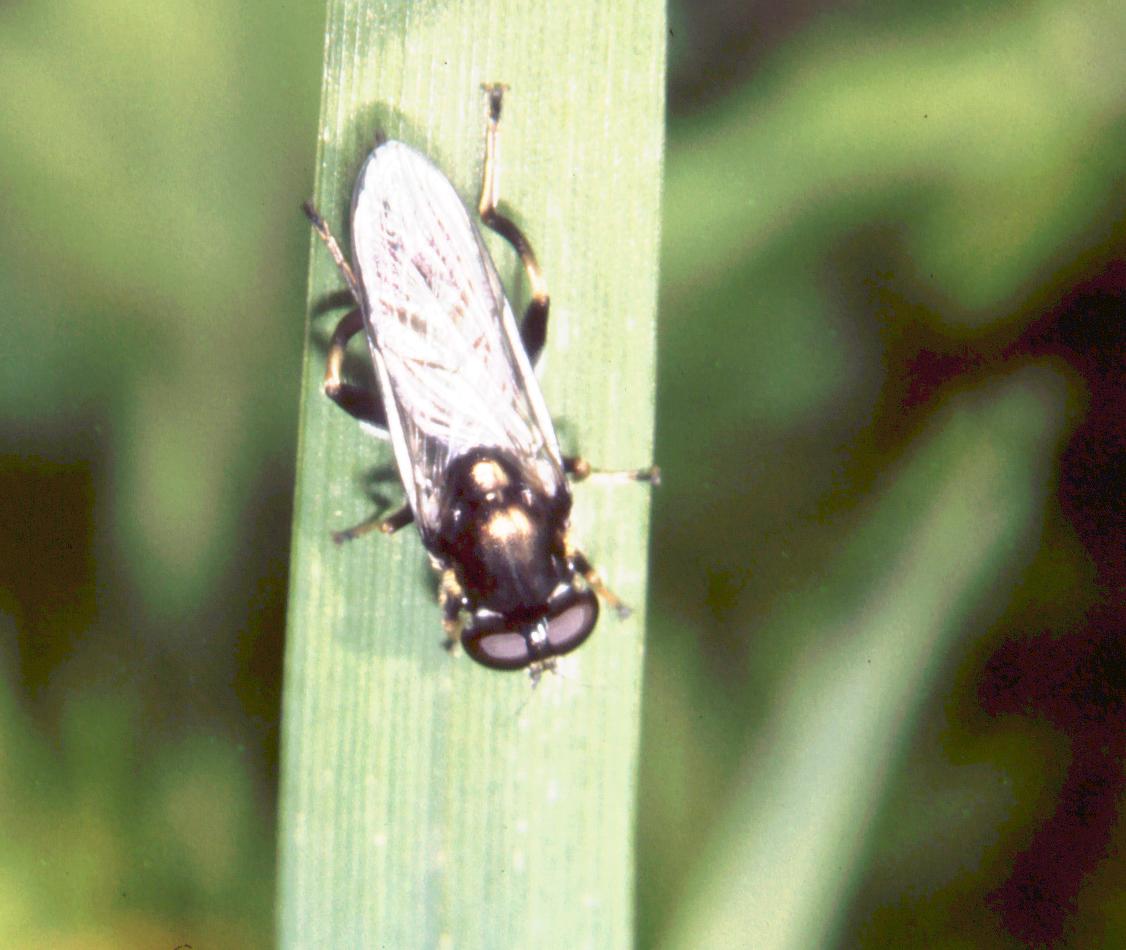 Xylota sp.