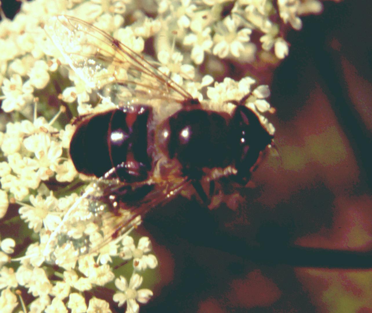 Eristalis sp.
