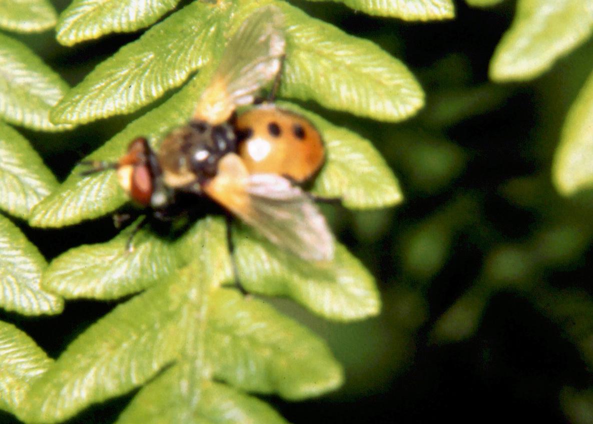 Gymnosoma sp.