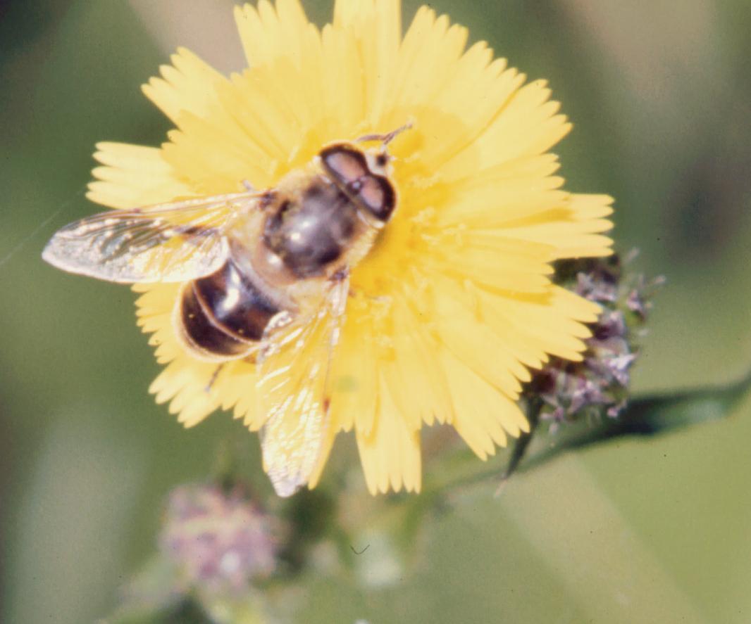 Eristalis