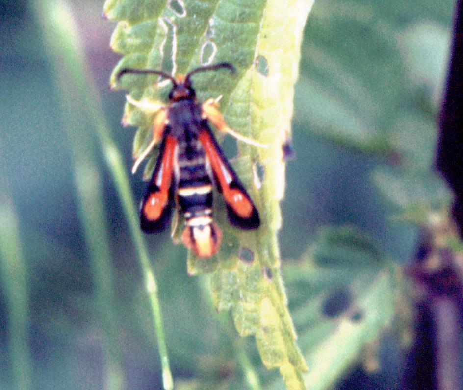 Pyropteron minianiformis
