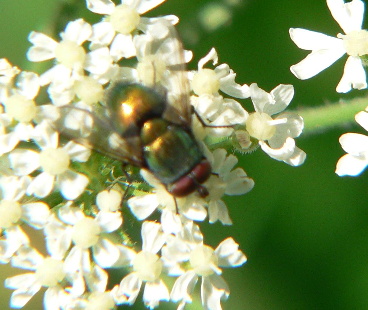 Diptera (3)